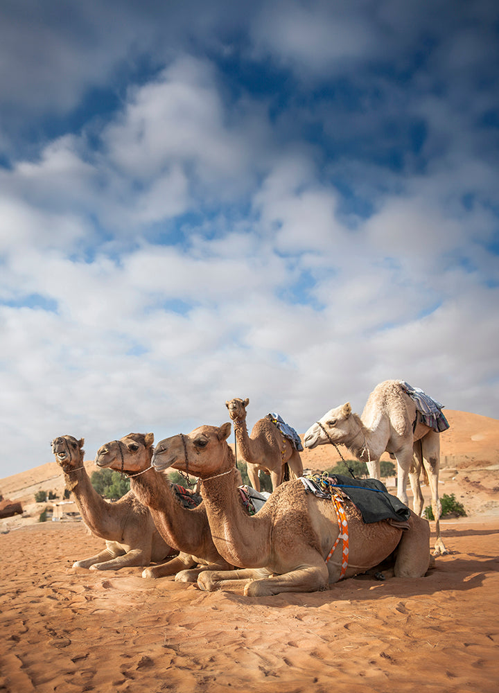 Camels, Bediah