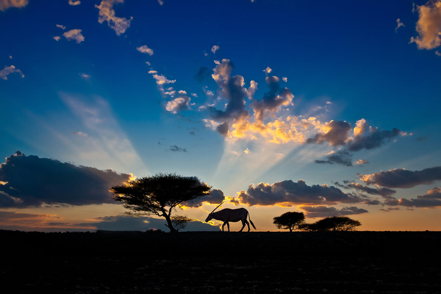 Arabian Oryx
