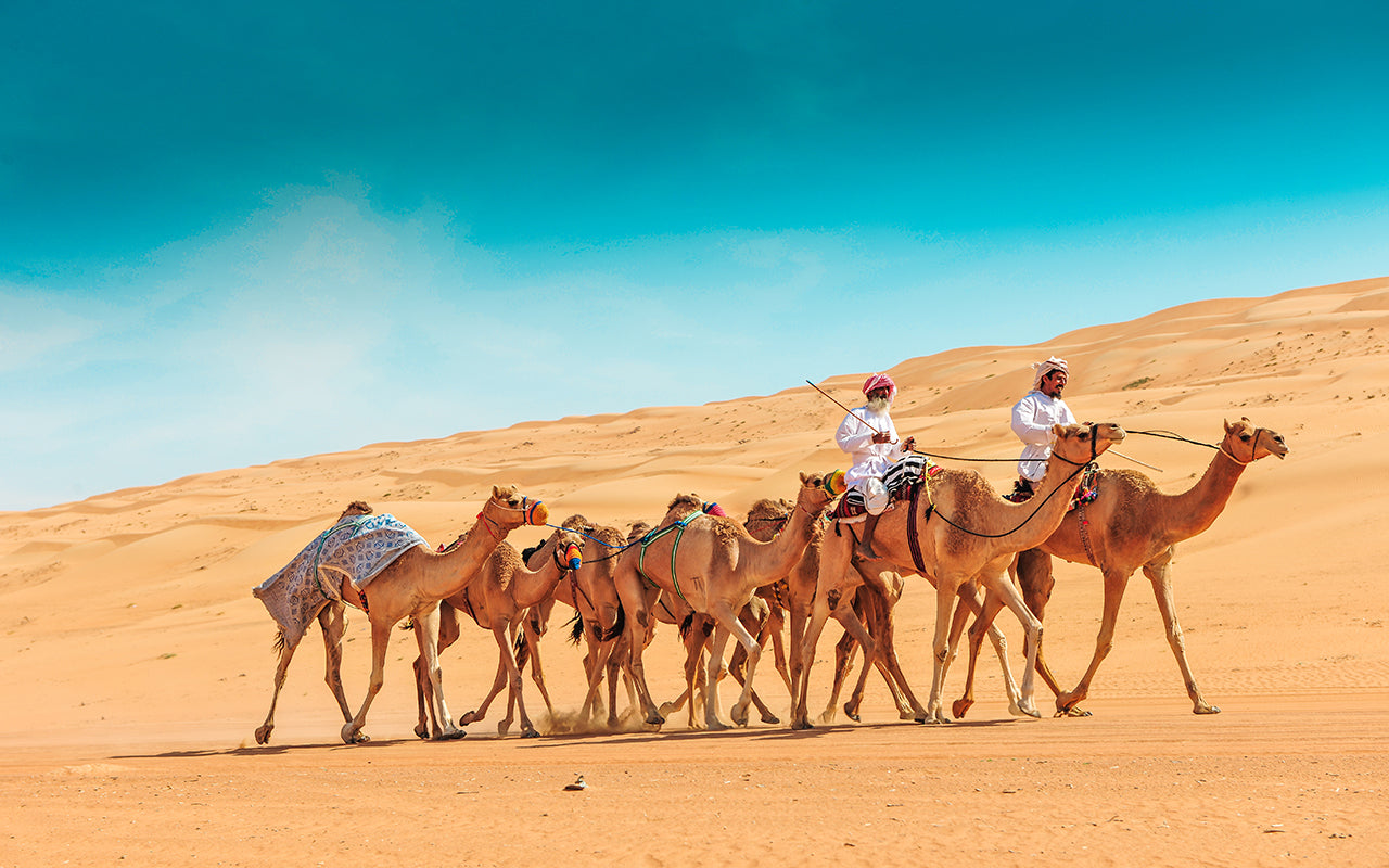 Camels convoy