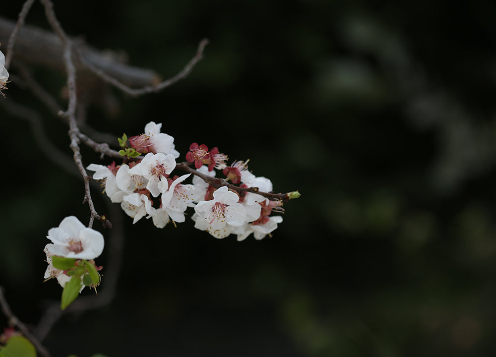 wakan's beautiful flowers